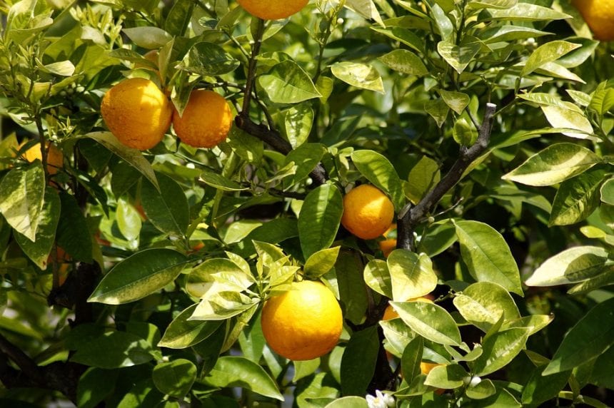 zitrusbaum-orange