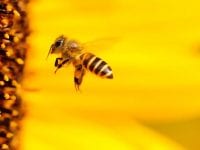 Bienenstich behandeln: 7 Hausmittel, die Beschwerden lindern